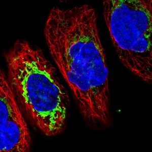 Anti-TMCO6 antibody produced in rabbit HPA037474-100UL