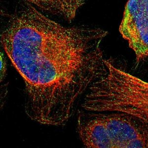 Anti-TMED2 antibody produced in rabbit 