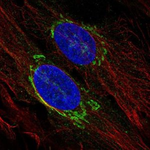 Anti-TMED3 antibody produced in rabbit 