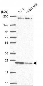 Anti-TMED3 antibody produced in rabbit 