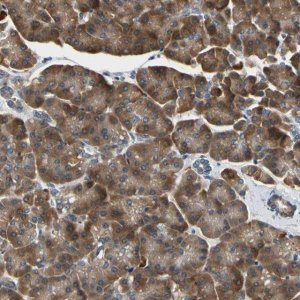 Anti-TMED7 antibody produced in rabbit 