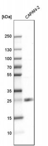 Anti-TMED7 antibody produced in rabbit 