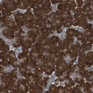 Anti-TMED9 antibody produced in rabbit 