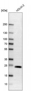 Anti-TMED9 antibody produced in rabbit 