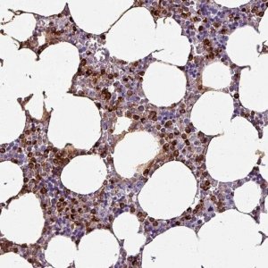 Anti-TMEFF1 antibody produced in rabbit 