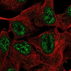 Anti-TMEM101 antibody produced in rabbit 