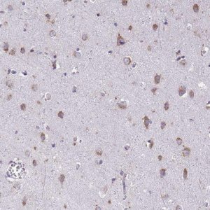 Anti-TMEM106B antibody produced in rabbit 