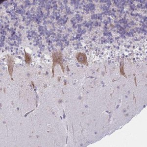 Anti-TMEM106B antibody produced in rabbit 