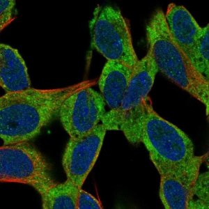 Anti-TMEM108 antibody produced in rabbit 