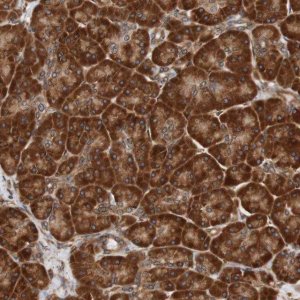 Anti-TMEM109 antibody produced in rabbit 