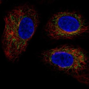Anti-TMEM11 antibody produced in rabbit 