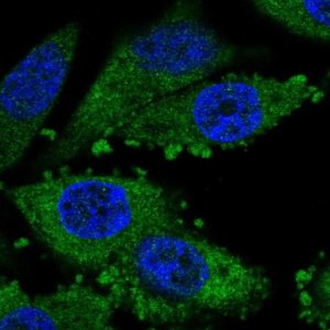 Anti-TMEM110 antibody produced in rabbit 
