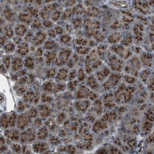 Anti-TMEM115 antibody produced in rabbit 