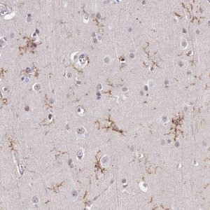 Anti-TMEM119 antibody produced in rabbit 