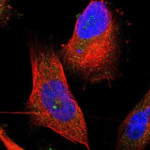Anti-TMEM120B antibody produced in rabbit 