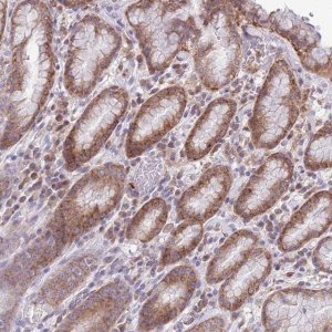 Anti-TMEM121 antibody produced in rabbit 