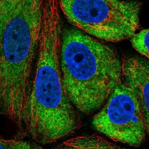 Anti-TMEM121 antibody produced in rabbit 