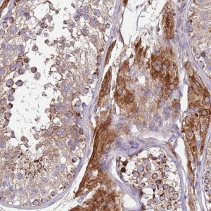 Anti-TMEM126A antibody produced in rabbit 
