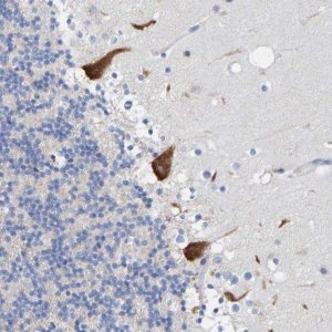 Anti-TMEM126B antibody produced in rabbit 