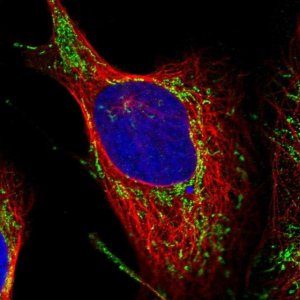 Anti-TMEM126B antibody produced in rabbit 
