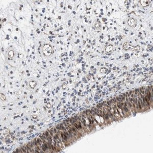 Anti-TMEM132B antibody produced in rabbit 