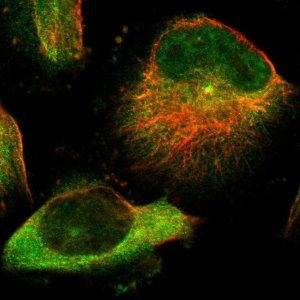 Anti-TMEM132C antibody produced in rabbit 