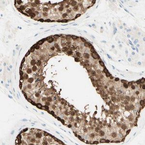 Anti-TMEM132D antibody produced in rabbit 