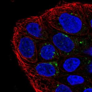 Anti-TMEM133 antibody produced in rabbit 