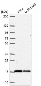 Anti-TMEM133 antibody produced in rabbit 