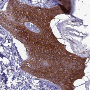 Anti-TMEM134 antibody produced in rabbit 