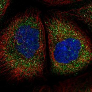 Anti-TMEM134 antibody produced in rabbit 