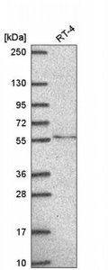 Anti-TMEM135 antibody produced in rabbit 