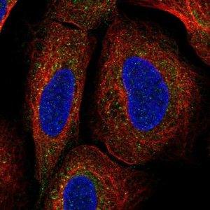 Anti-TMEM136 antibody produced in rabbit 