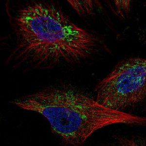Anti-TMEM141 antibody produced in rabbit 