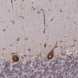 Anti-TMEM14A antibody produced in rabbit 