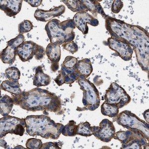 Anti-TMEM150A antibody produced in rabbit 