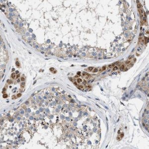 Anti-TMEM150A antibody produced in rabbit 