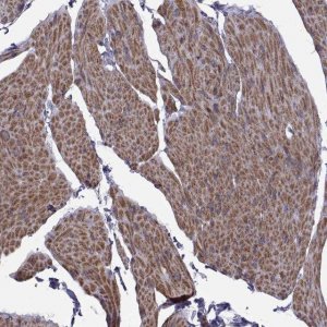 Anti-TMEM158 antibody produced in rabbit 