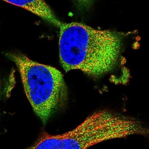 Anti-TMEM161A antibody produced in rabbit 