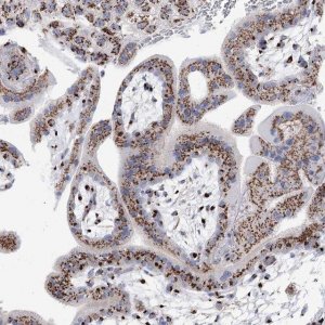 Anti-TMEM165 antibody produced in rabbit 