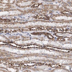 Anti-TMEM168 antibody produced in rabbit 