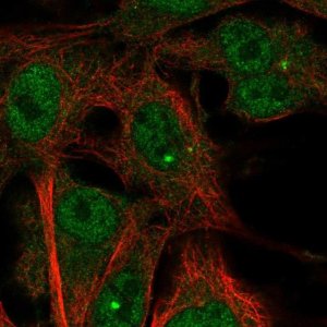 Anti-TMEM169 antibody produced in rabbit 
