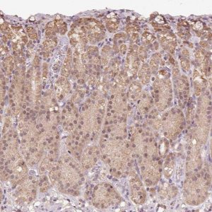Anti-TMEM170B antibody produced in rabbit 