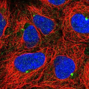 Anti-TMEM170B antibody produced in rabbit 