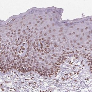 Anti-TMEM175 antibody produced in rabbit 