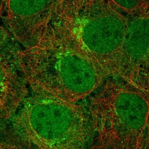 Anti-TMEM176B antibody produced in rabbit 