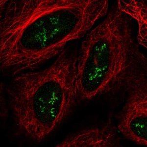 Anti-TMEM177 antibody produced in rabbit 
