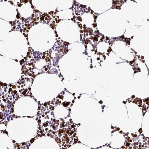 Anti-TMEM178A antibody produced in rabbit 