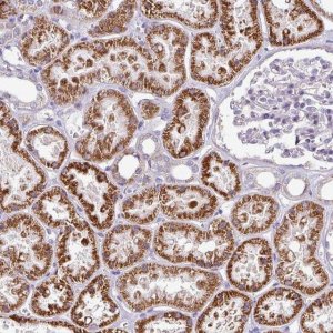 Anti-TMEM178B antibody produced in rabbit 