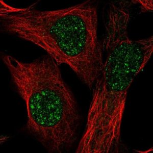 Anti-TMEM179B antibody produced in rabbit 